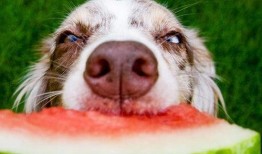 娱乐吃瓜菌关于狗,揭秘娱乐圈的忠诚宠儿